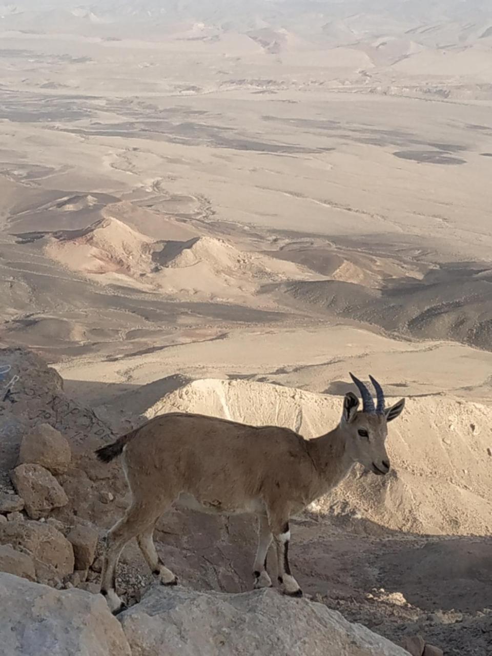 Desert Peace Mitzpe Ramon Luaran gambar